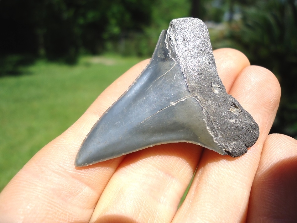 Large image 3 Sweet Wide Hastalis Shark Tooth