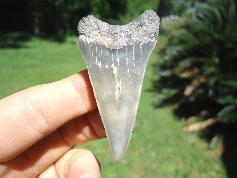 Large image 1 Large Lower Jaw Hastalis Shark Tooth