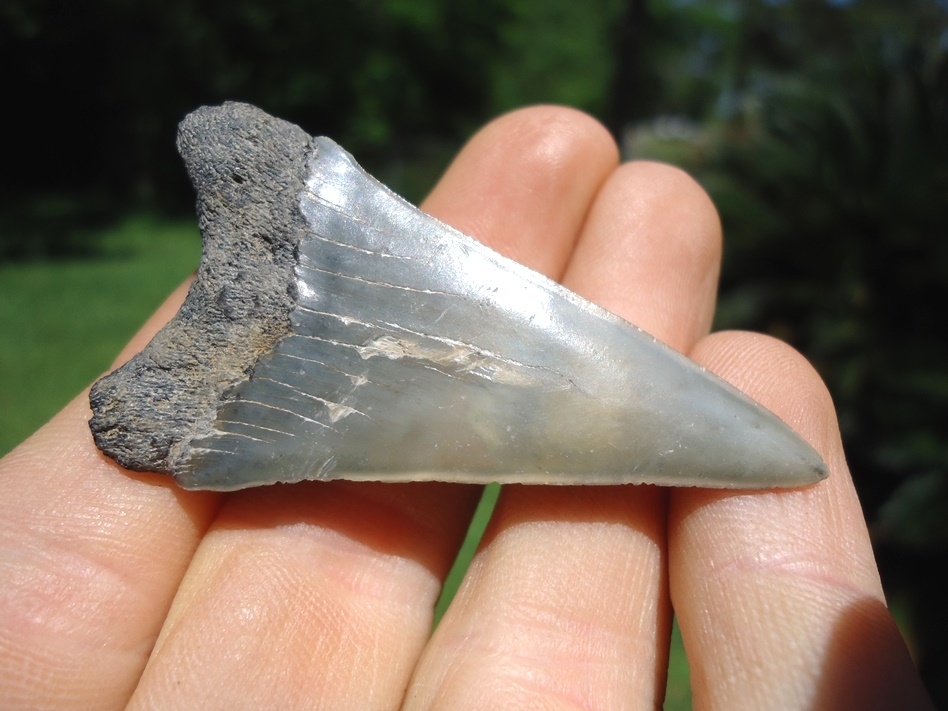 Large image 3 Large Lower Jaw Hastalis Shark Tooth