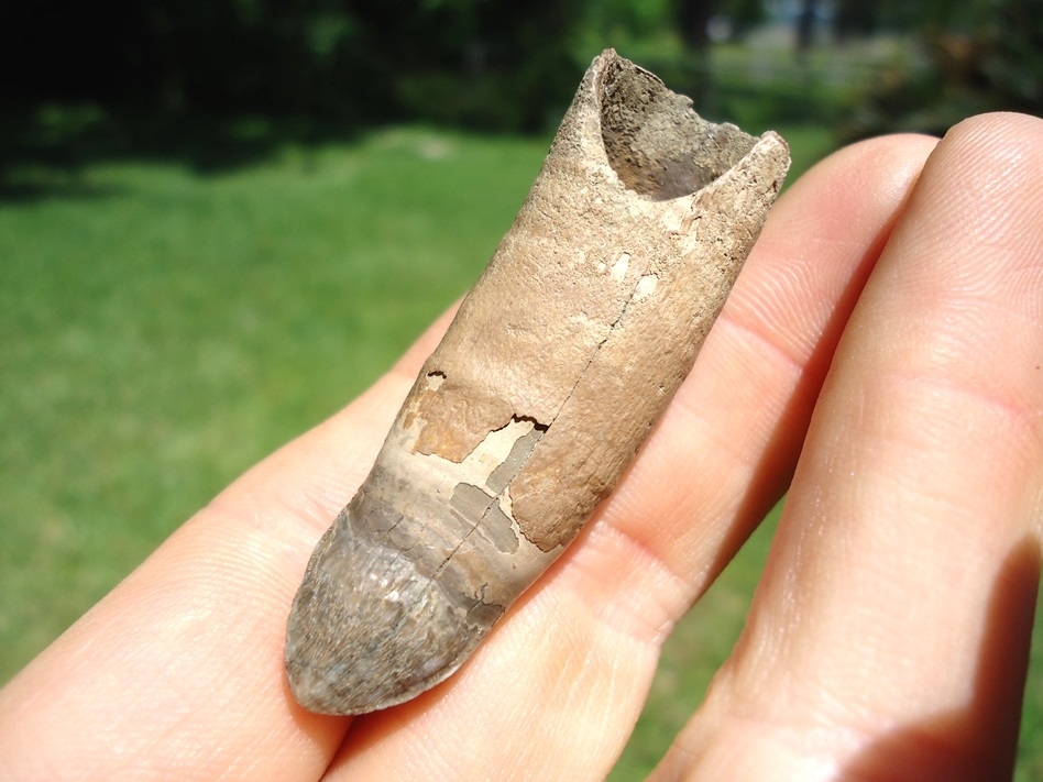 Large image 2 Incredible Fully Rooted Alligator Tooth