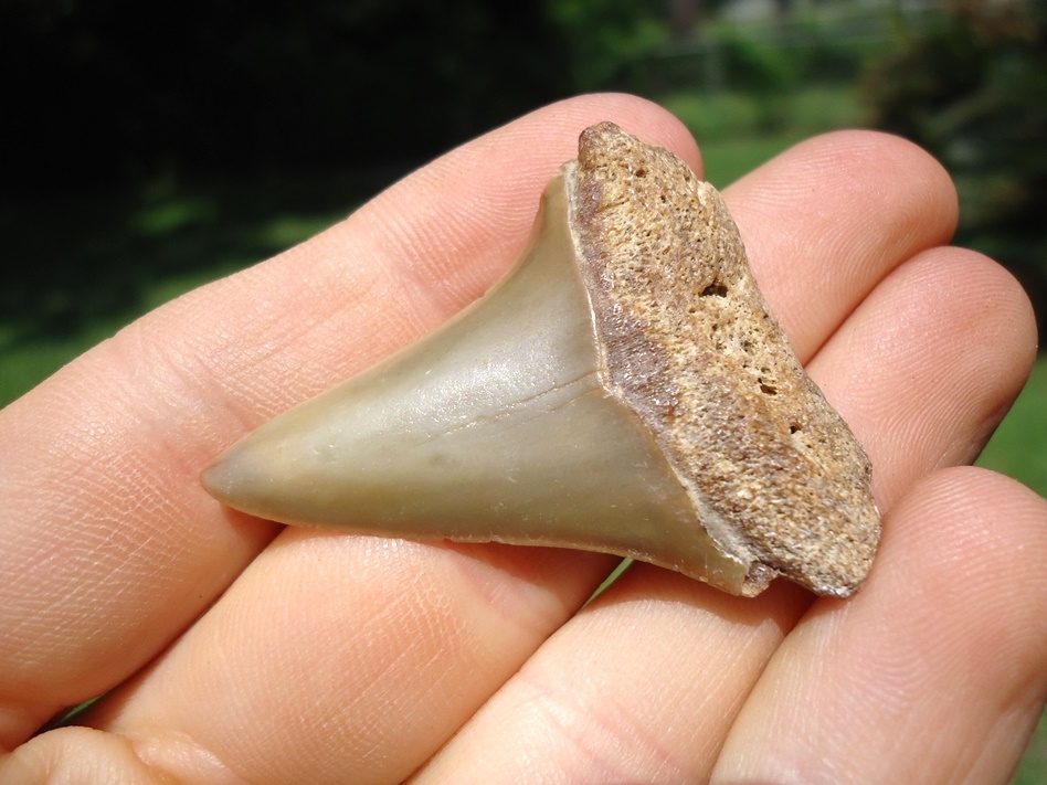 Large image 2 Beautiful Blonde Hastalis Shark Tooth