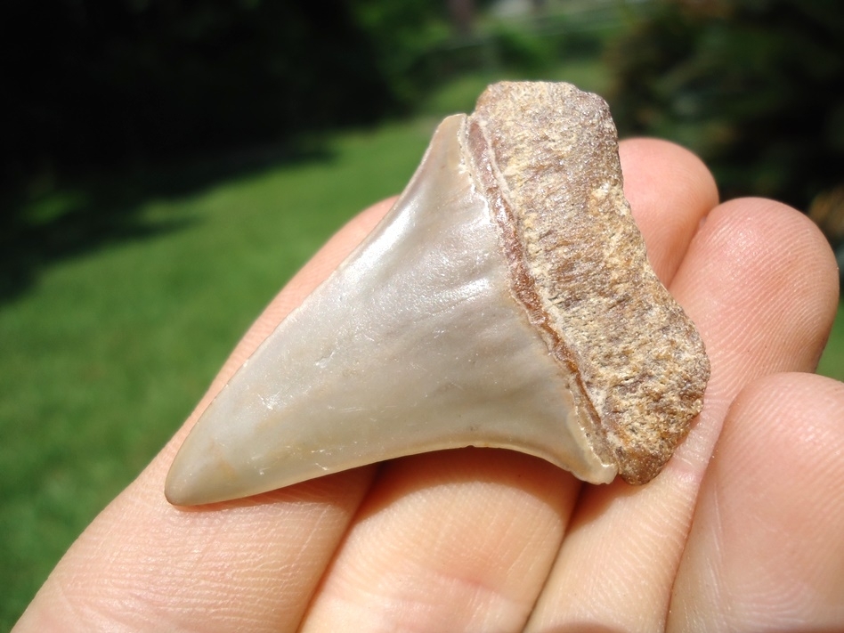 Large image 3 Beautiful Blonde Hastalis Shark Tooth