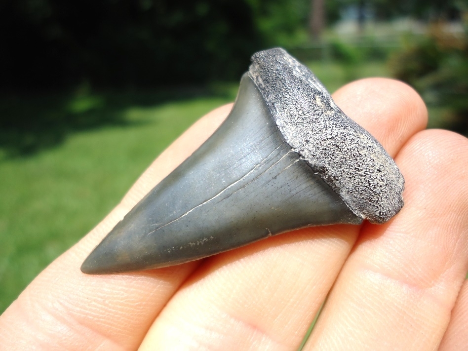 Large image 2 Quality Hastalis Shark Tooth