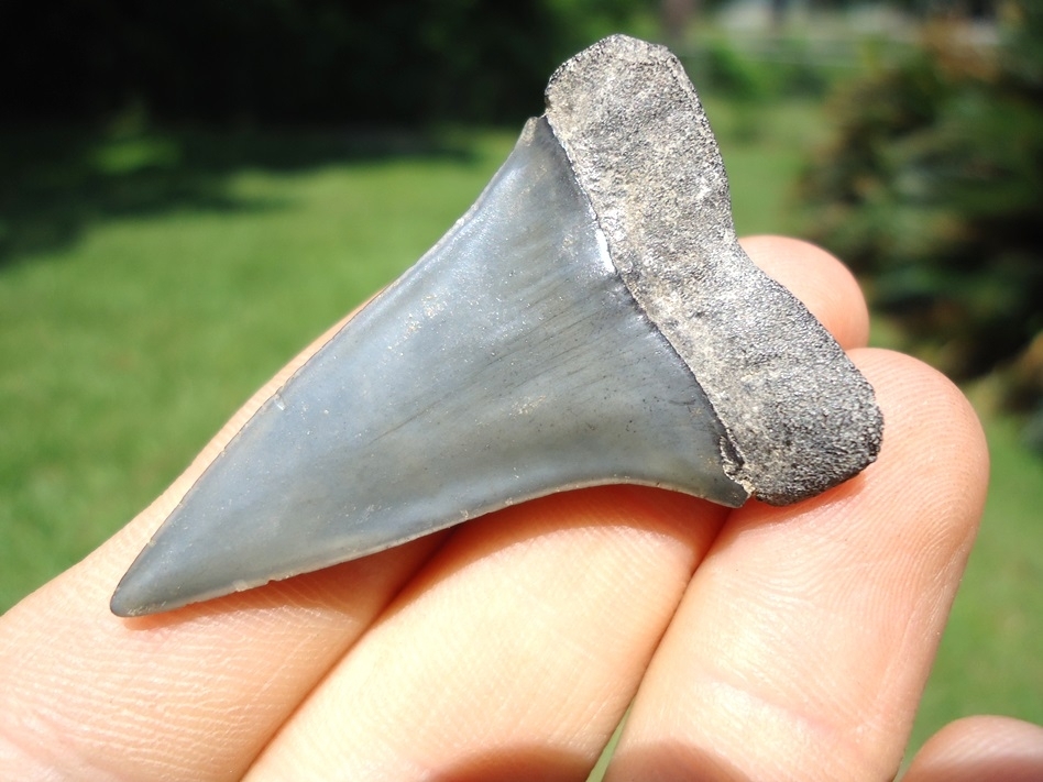 Large image 3 Quality Hastalis Shark Tooth