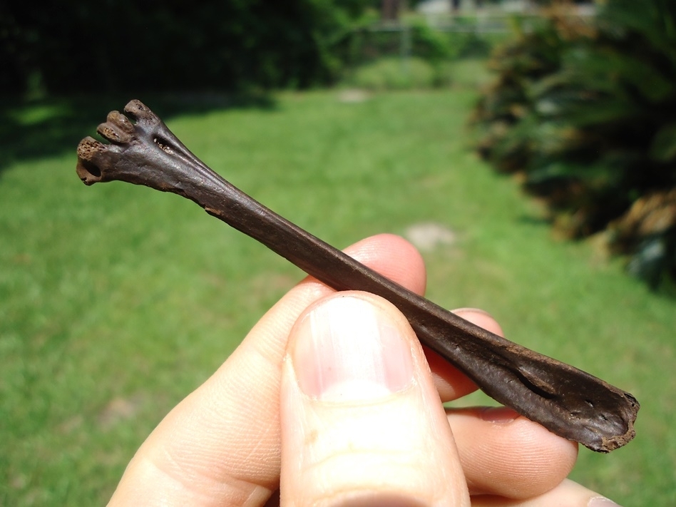 Large image 1 Beyond Rare Cooper's Hawk Tarsometatarsus