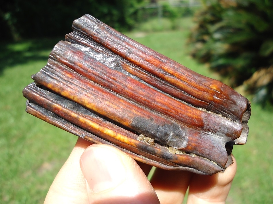 Large image 1 Stunning Ruby Red Horse Tooth