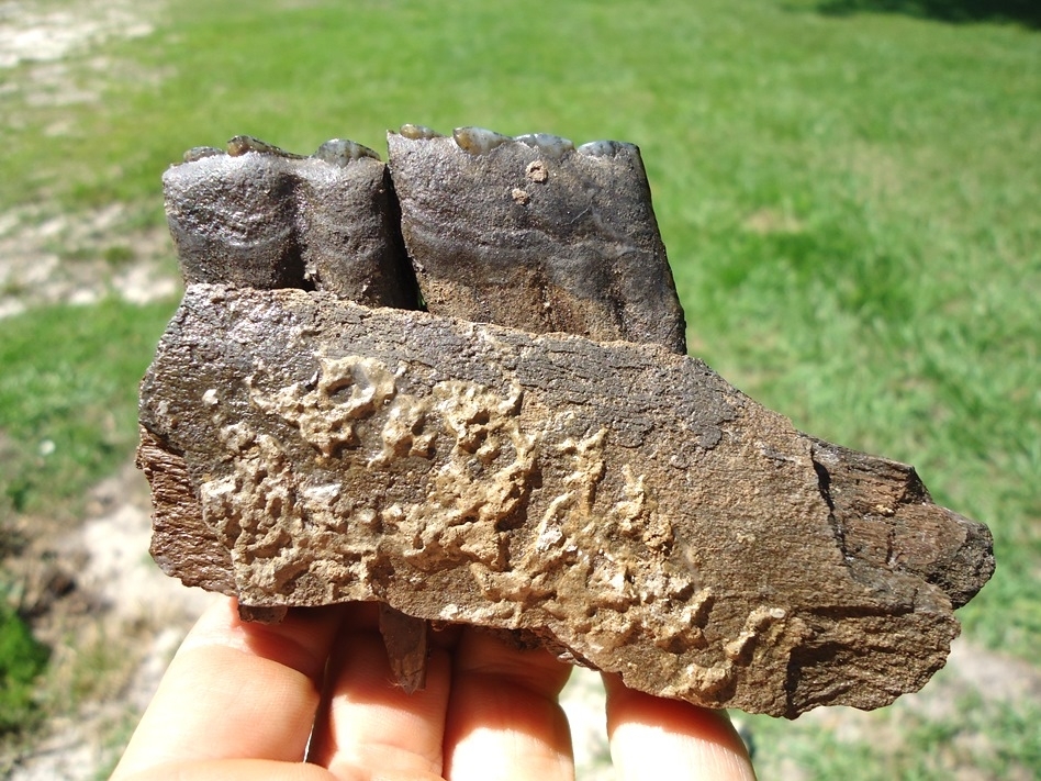 Large image 1 Section of Horse Mandible with Two Teeth Intact