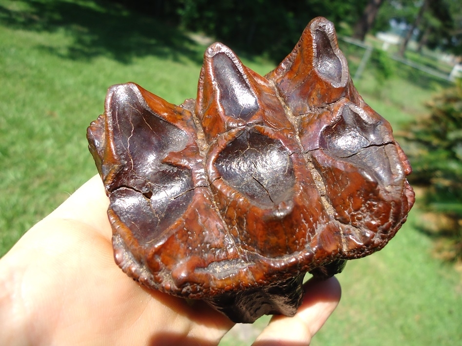 Large image 2 Fiery Colorful Suwannee River Mastodon Tooth