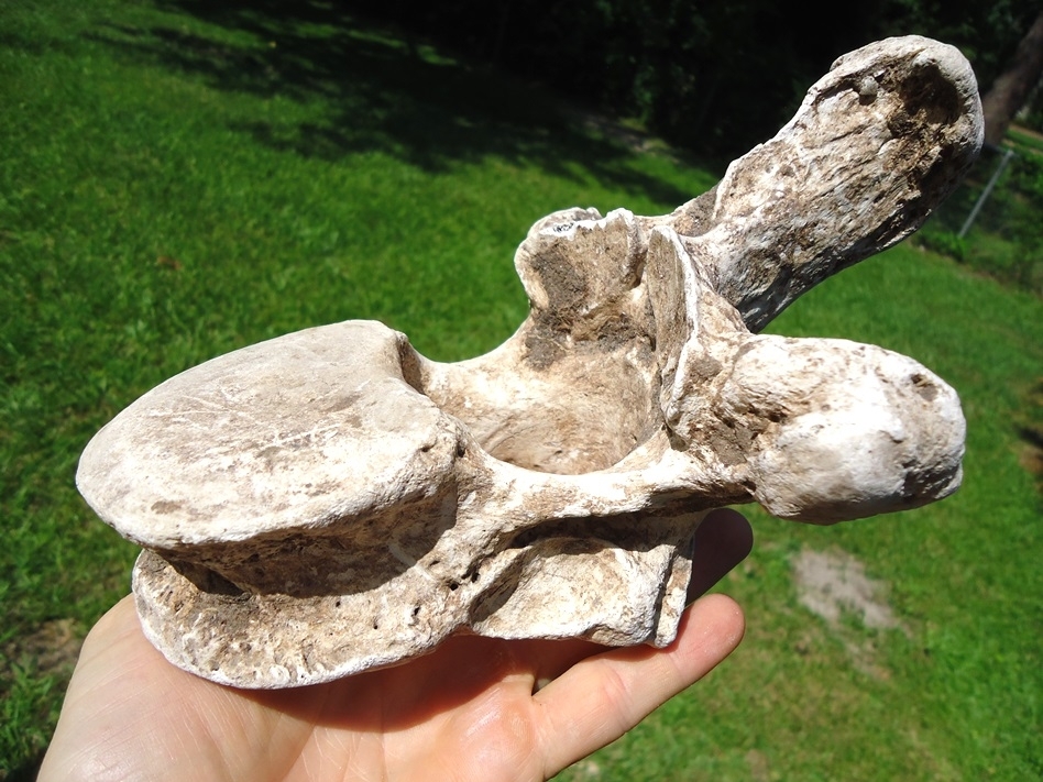 Large image 4 World Class Sloth Thoracic Vertebra