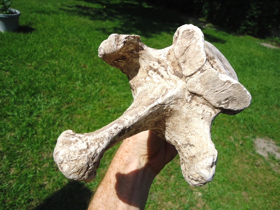 Large image 5 World Class Sloth Thoracic Vertebra