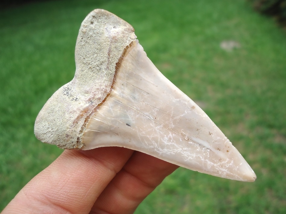 Large image 1 Extra Large 2.35' Hastalis Shark Tooth from Bakersfield