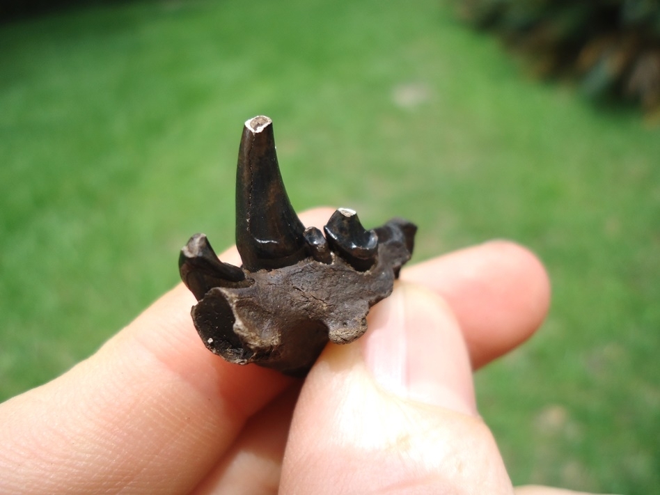 Large image 2 River Otter Maxilla with Four Teeth Including Canine