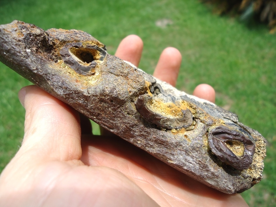 Large image 3 Beyond Rare Section of Archaeocete Whale Mandible