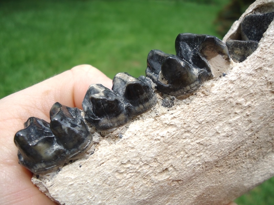 Large image 5 Beyond Rare Bone Valley Pygmy Tapir Mandible with Four Teeth