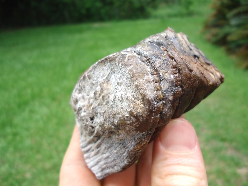 Large image 3 Excellent Juvenile Mammoth Tooth