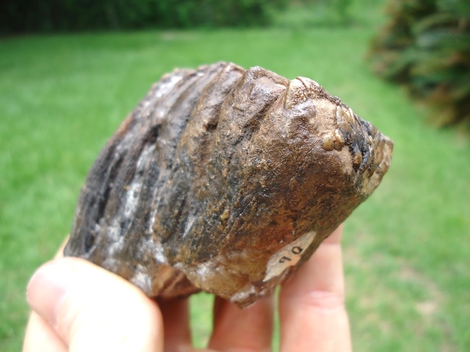 Large image 4 Excellent Juvenile Mammoth Tooth