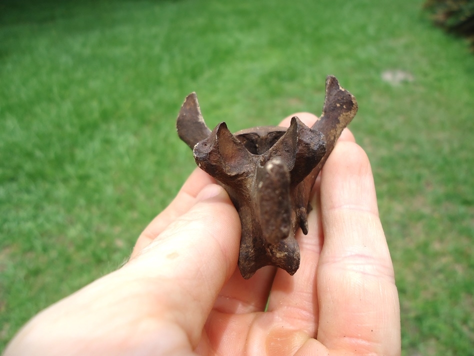 Large image 5 Rare Exceptional Dire Wolf Lumbar Vertebra