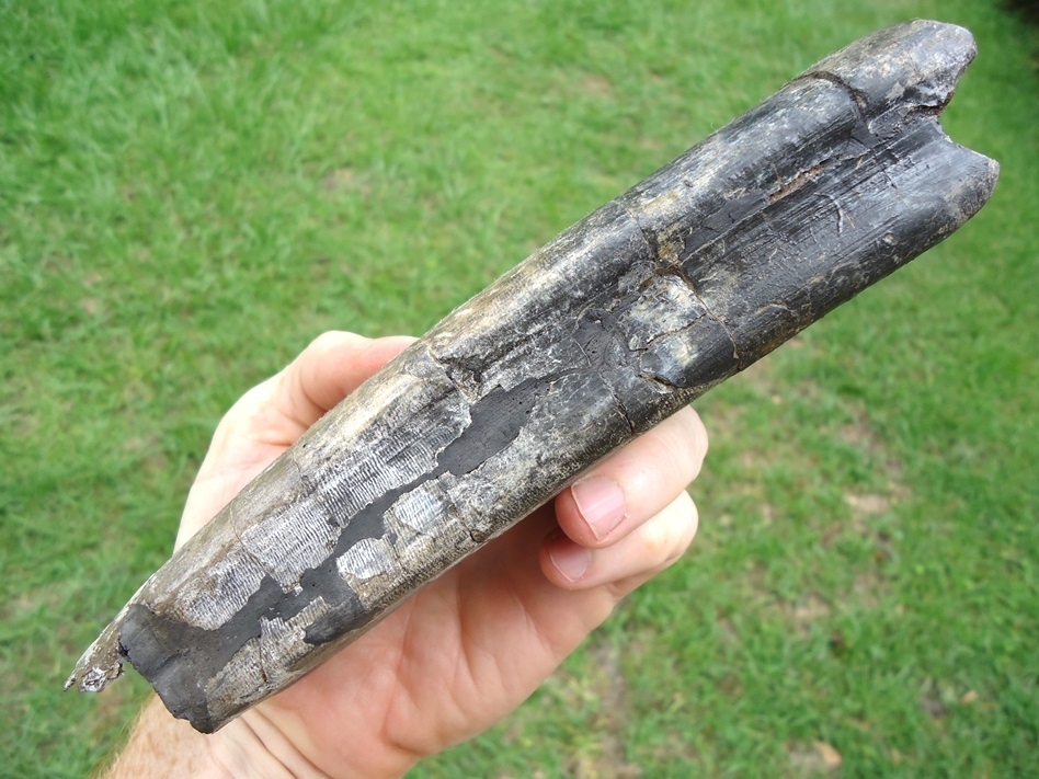 Large image 4 Truly Massive 7 1/2' Giant Ground Sloth Tooth