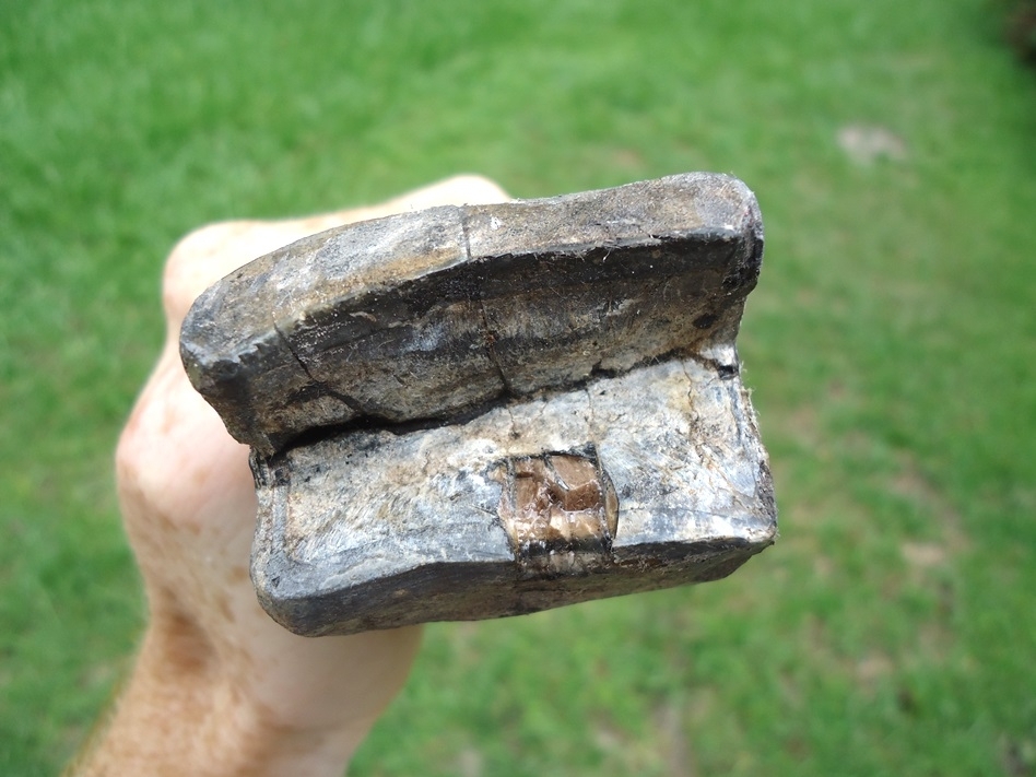 Large image 6 Truly Massive 7 1/2' Giant Ground Sloth Tooth