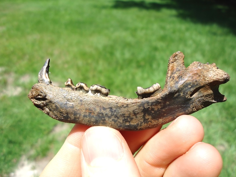 Large image 1 Nice Raccoon Mandible with Five Teeth Including Canine