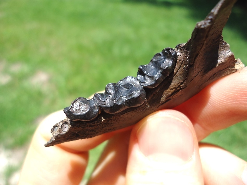 Large image 2 Raccoon Mandible with Three Perfect Teeth