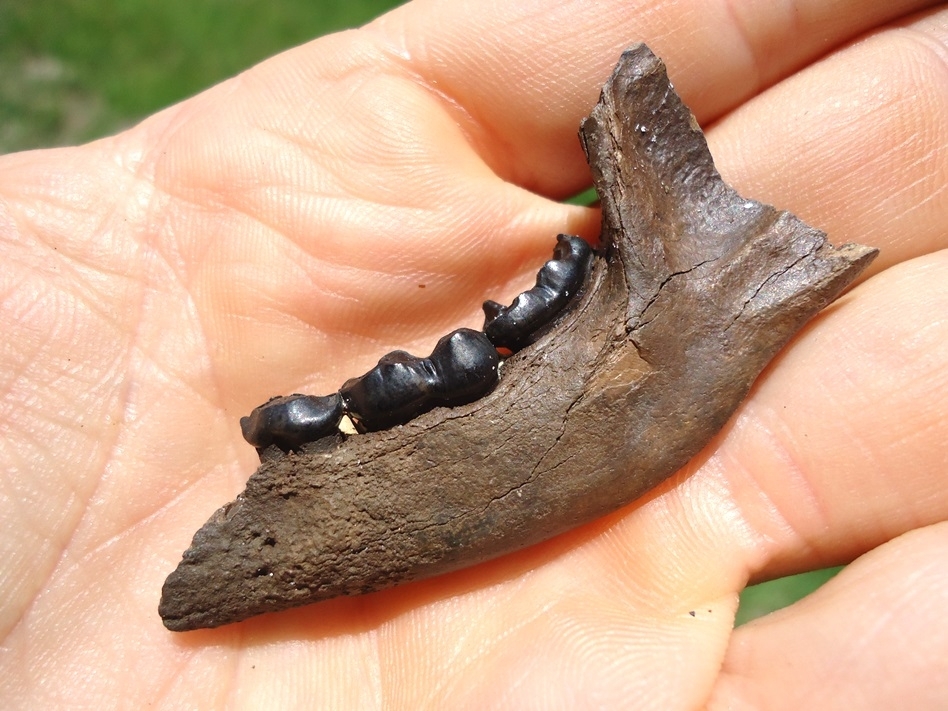 Large image 3 Raccoon Mandible with Three Perfect Teeth