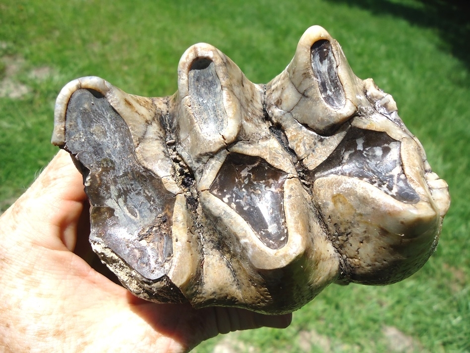 Large image 3 Exceptional Fully Rooted Glossy Mastodon Tooth