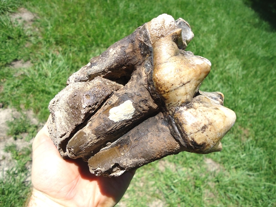 Large image 7 Exceptional Fully Rooted Glossy Mastodon Tooth