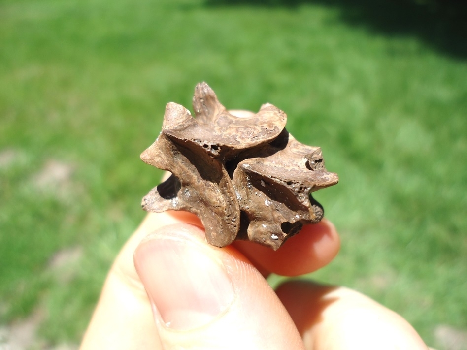 Large image 2 Rare Fused Snake Vertebrae