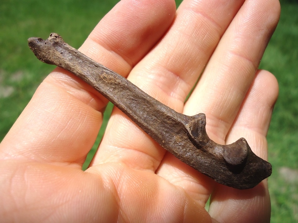 Large image 3 Uncommon Otter Ulna