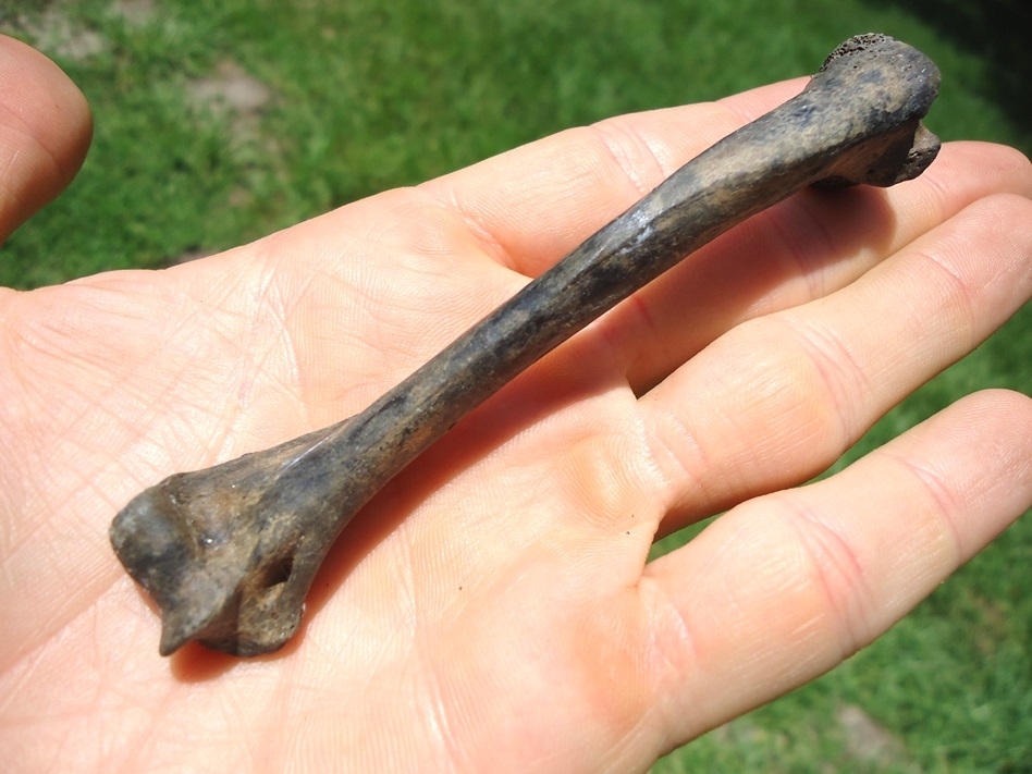 Large image 2 Pristine Raccoon Humerus