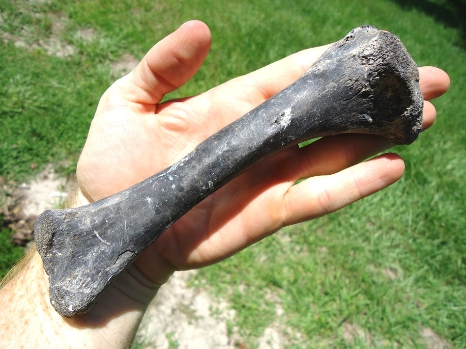 Large image 3 Large Alligator Tibia