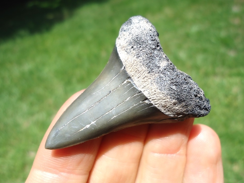 Large image 2 Nice Lower Jaw Hastalis Shark Tooth