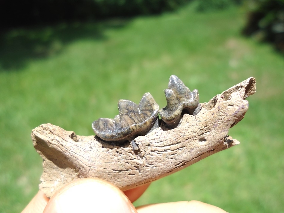 Large image 3 Choice Otter Mandible with Two Teeth