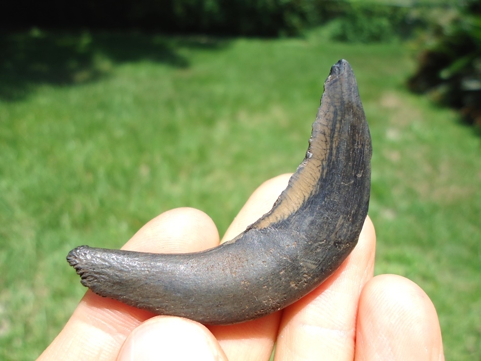 Large image 1 Incredible Quality, Deadly Looking Llama Canine Tooth