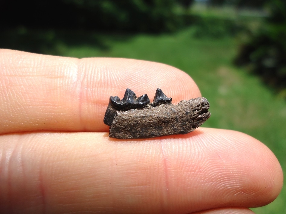 Large image 1 Very Rare Weasel Mandible with Two Teeth