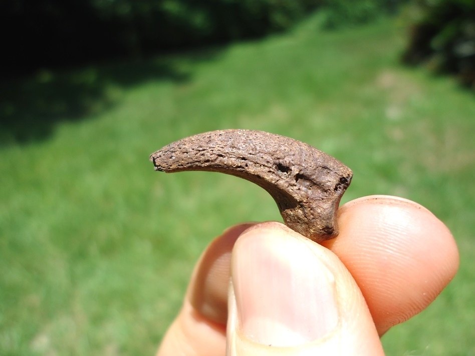 Large image 3 Rare Black Vulture Claw Core