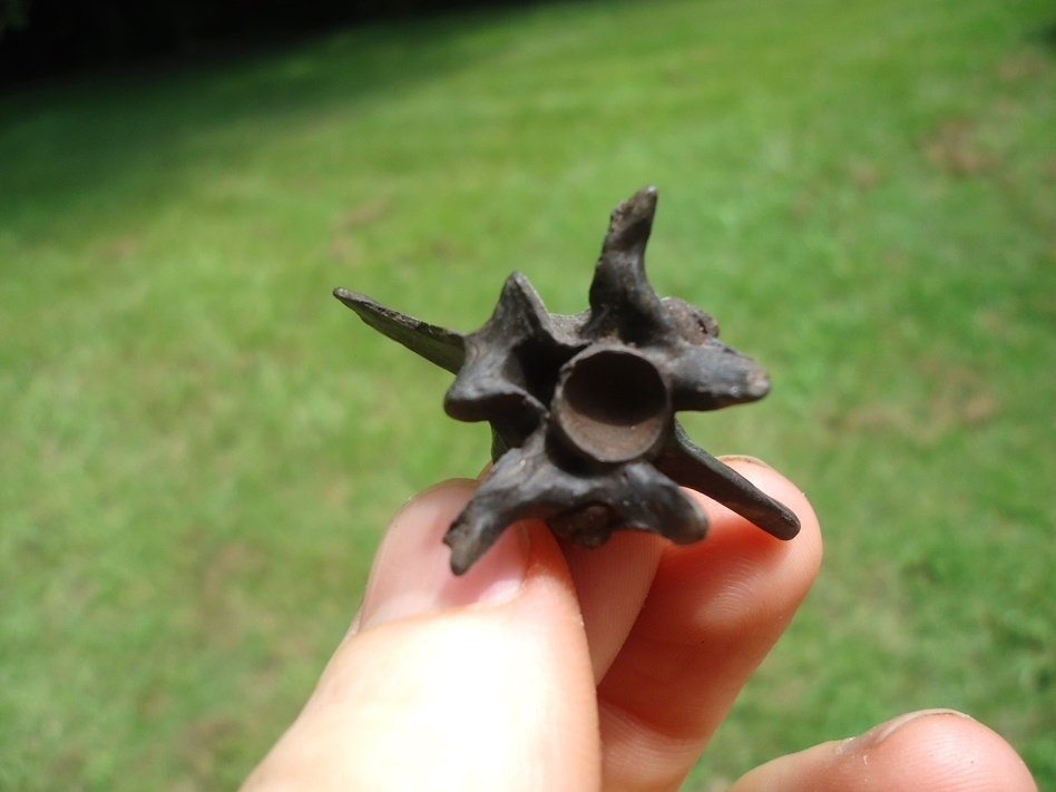 Large image 1 Incredible Diamondback Rattlesnake Vertebra