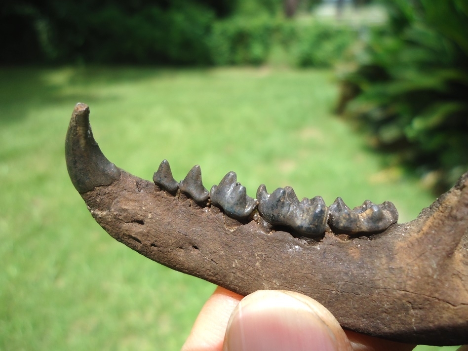 Large image 2 Superb Raccoon Mandible with Six Teeth