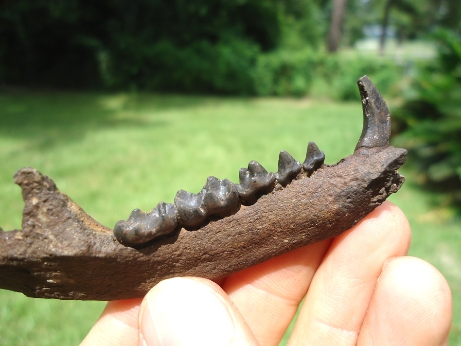 Large image 3 Superb Raccoon Mandible with Six Teeth