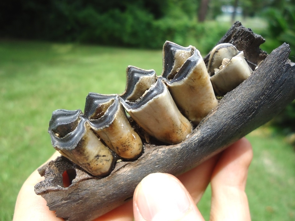 Large image 2 Exceptional Section of Llama Mandible