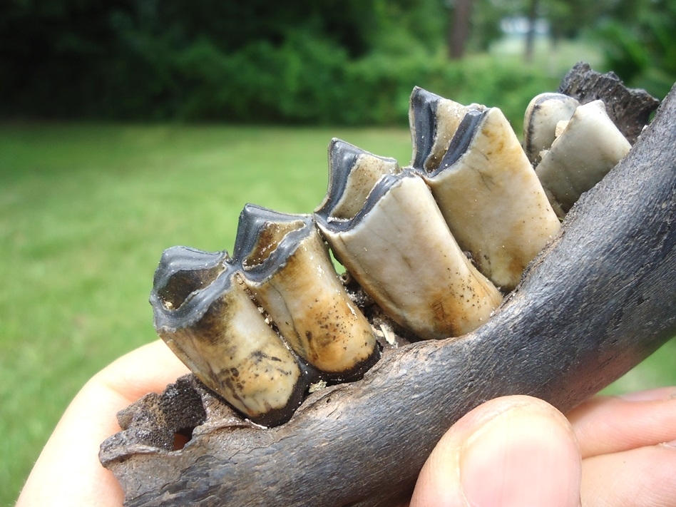 Large image 5 Exceptional Section of Llama Mandible