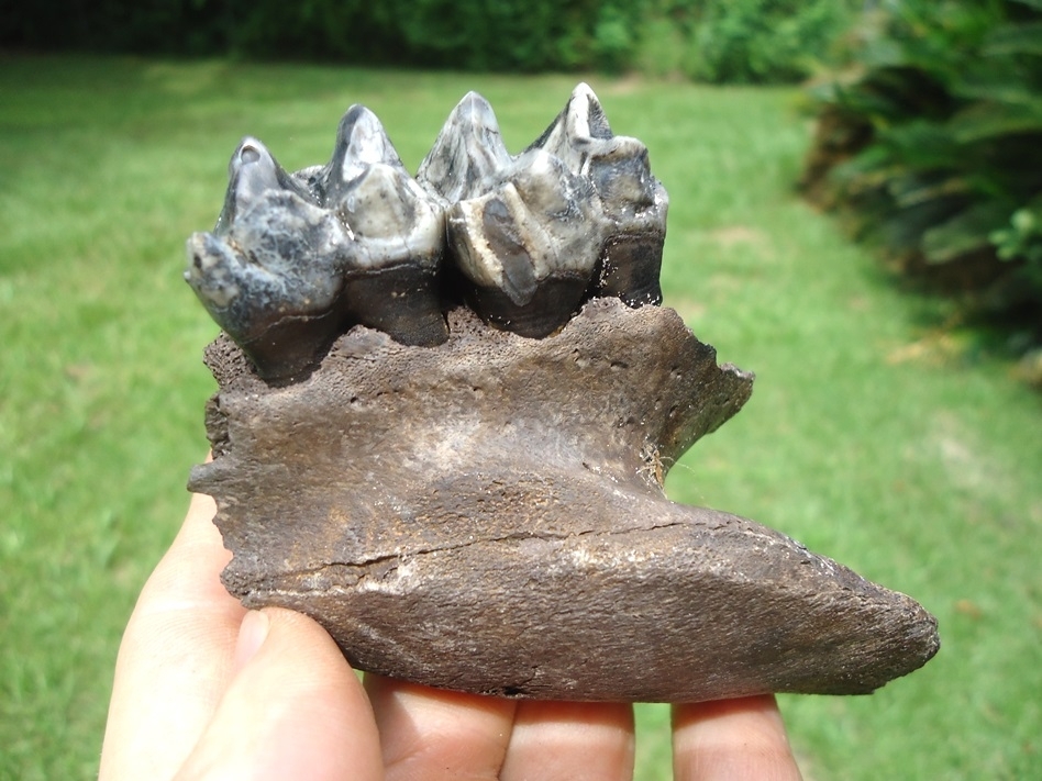 Large image 2 Gorgeous Tapir Maxilla with Two Beautiful Teeth