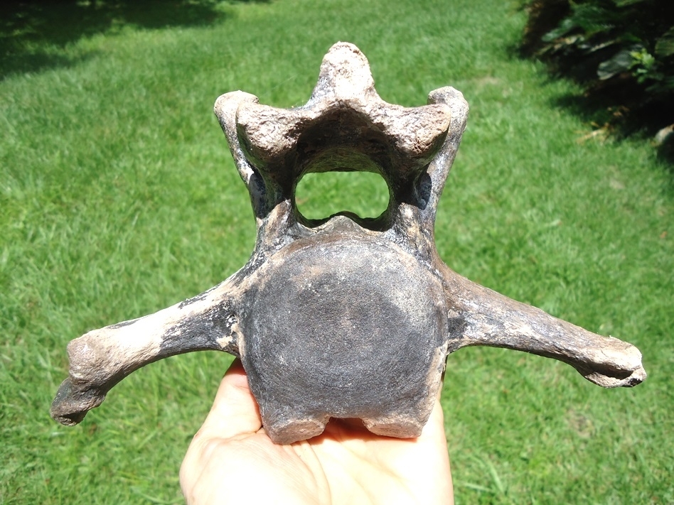 Large image 1 World Class Sloth Vertebra