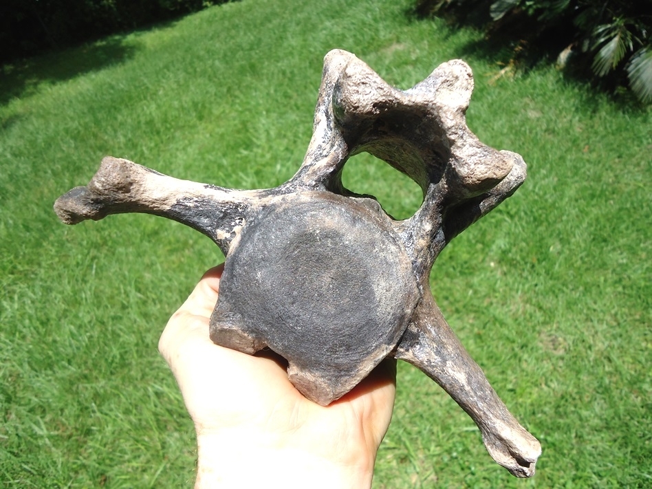 Large image 6 World Class Sloth Vertebra