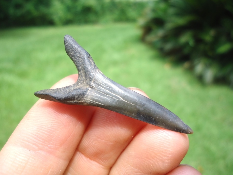 Large image 1 Rare Cretaceous Goblin Shark Tooth