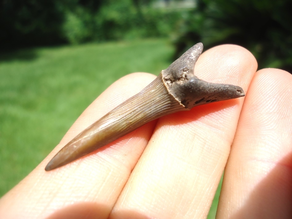 Large image 2 Rare Cretaceous Goblin Shark Tooth