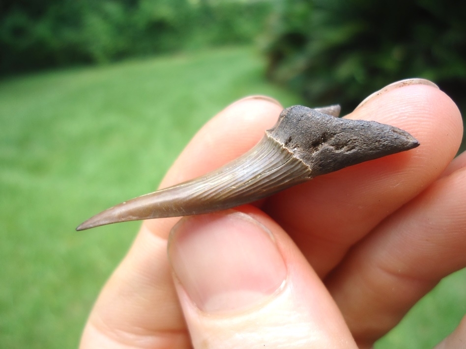 Large image 3 Rare Cretaceous Goblin Shark Tooth