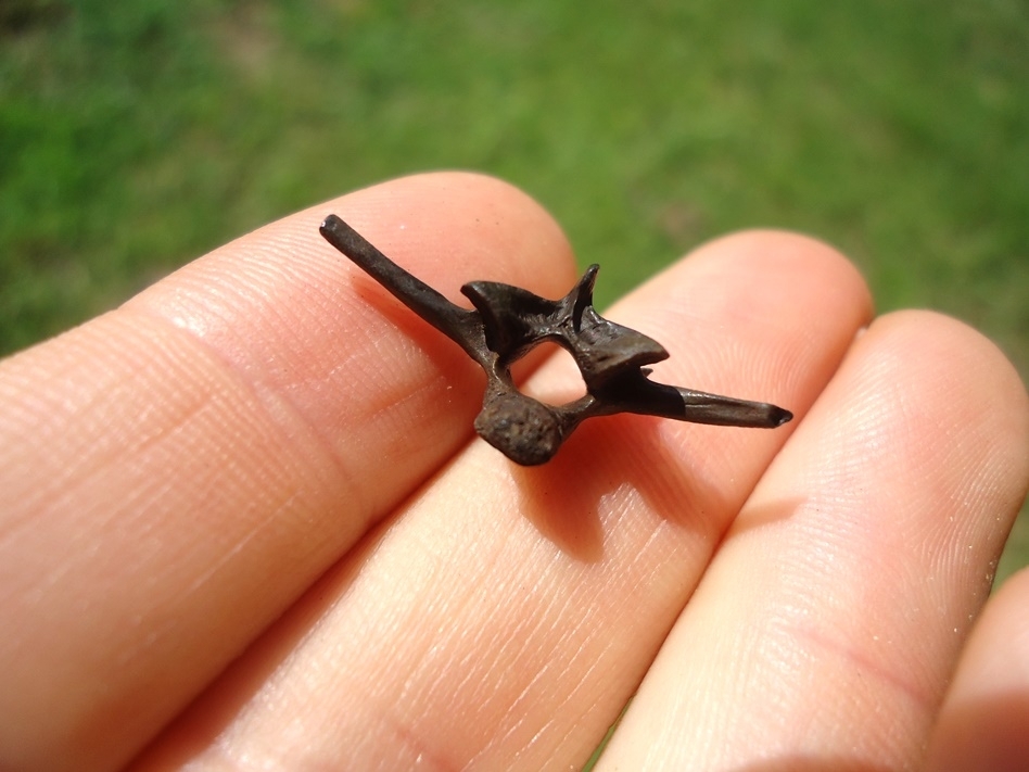 Large image 1 Exceptional Bull Frog Vertebra