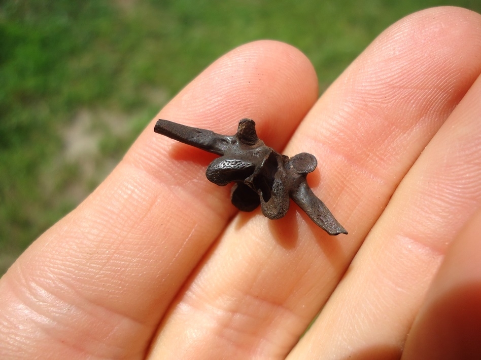 Large image 2 Exceptional Bull Frog Vertebra